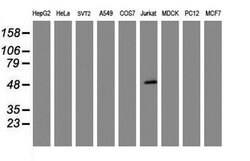 CD4 Mouse anti-Human, Clone: OTI6B7, lyophilized, TrueMAB 100 &mu;g; Unconjugated:Antibodies,