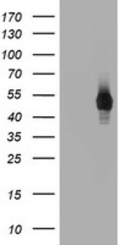 CD4 Mouse anti-Human, Clone: OTI2A7, lyophilized, TrueMAB 100 &mu;g; Unconjugated:Antibodies,
