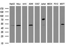 CD4 Mouse anti-Human, Clone: OTI2A7, lyophilized, TrueMAB 100 &mu;g; Unconjugated:Antibodies,