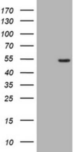 CD4 Mouse anti-Human, Clone: OTI3D4, lyophilized, TrueMAB 100 &mu;g; Unconjugated:Antibodies,
