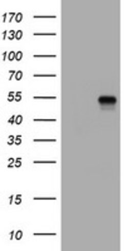 CD4 Mouse anti-Human, Clone: OTI12C8, lyophilized, TrueMAB 100 &mu;g; Unconjugated:Antibodies,