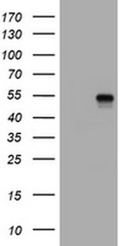 CD4 Monoclonal Antibody (OTI12C8), TrueMAB , OriGene 100 &mu;L; Unconjugated:Antibodies,