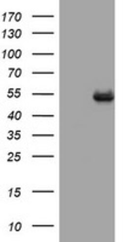 CD4 Mouse anti-Human, Clone: OTI5B7, lyophilized, TrueMAB 100 &mu;g; Unconjugated:Antibodies,