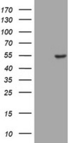 CD4 Mouse anti-Human, Clone: OTI1D1, lyophilized, TrueMAB 100 &mu;g; Unconjugated:Antibodies,