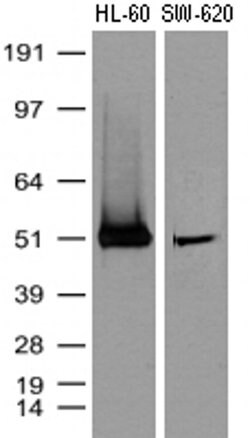 CD4 Mouse anti-Human, Clone: UMAB64, liquid, UltraMAB 100 &mu;L | Buy Online | Origene Technologies | Fisher Scientific