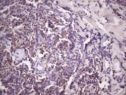 CD40 Monoclonal Antibody (OTI8G5), TrueMAB , OriGene 100 &mu;L; Unconjugated:Antibodies,