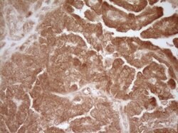 CD40 Monoclonal Antibody (OTI1F12), TrueMAB , OriGene:Antibodies:Primary