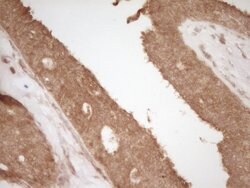 CD40 Monoclonal Antibody (OTI1F12), TrueMAB , OriGene 100 &mu;L; Unconjugated:Antibodies,
