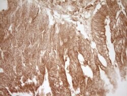 CD40 Monoclonal Antibody (OTI1F12), TrueMAB , OriGene:Antibodies:Primary