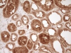 CD40 Monoclonal Antibody (OTI1F12), TrueMAB , OriGene 100 &mu;L; Unconjugated:Antibodies,