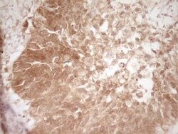 CD40 Monoclonal Antibody (OTI1F12), TrueMAB , OriGene 100 &mu;L; Unconjugated:Antibodies,