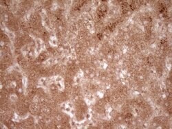 CD40 Monoclonal Antibody (OTI1F12), TrueMAB , OriGene 100 &mu;L; Unconjugated:Antibodies,