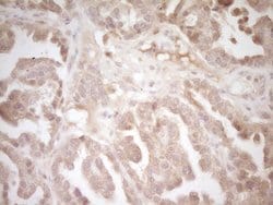 CD40 Monoclonal Antibody (OTI9D8), TrueMAB , OriGene 100 &mu;L; Unconjugated:Antibodies,