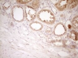 CD40 Monoclonal Antibody (OTI9D8), TrueMAB , OriGene 100 &mu;L; Unconjugated:Antibodies,