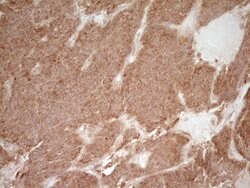 CD40 Mouse anti-Human, Clone: OTI9F4, lyophilized, TrueMAB 100 &mu;g; Unconjugated:Antibodies,