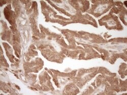 CD40 Mouse anti-Human, Clone: OTI9F4, lyophilized, TrueMAB 100 &mu;g; Unconjugated:Antibodies,