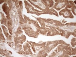 CD40 Monoclonal Antibody (OTI9F4), TrueMAB , OriGene 100 &mu;L; Unconjugated:Antibodies,