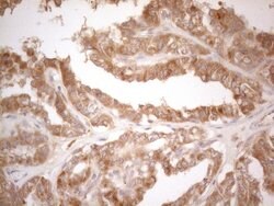 CD40 Mouse anti-Human, Clone: OTI9F4, lyophilized, TrueMAB 100 &mu;g; Unconjugated:Antibodies,