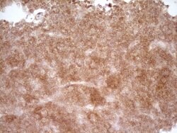 CD40 Mouse anti-Human, Clone: OTI9F4, lyophilized, TrueMAB 100 &mu;g; Unconjugated:Antibodies,