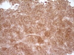 CD40 Monoclonal Antibody (OTI9F4), TrueMAB , OriGene 100 &mu;L; Unconjugated:Antibodies,