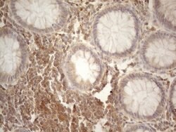 CD40 Mouse anti-Human, Clone: OTI9F4, lyophilized, TrueMAB 100 &mu;g; Unconjugated:Antibodies,