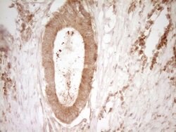 CD40 Mouse anti-Human, Clone: OTI9F4, lyophilized, TrueMAB 100 &mu;g; Unconjugated:Antibodies,