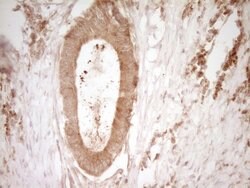 CD40 Monoclonal Antibody (OTI9F4), TrueMAB , OriGene:Antibodies:Primary