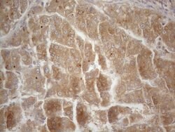 CD40 Mouse anti-Human, Clone: OTI9F4, lyophilized, TrueMAB 100 &mu;g; Unconjugated:Antibodies,