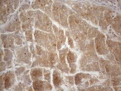 CD40 Monoclonal Antibody (OTI9F4), TrueMAB , OriGene 100 &mu;L; Unconjugated:Antibodies,