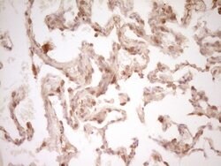 CD40 Mouse anti-Human, Clone: OTI9F4, lyophilized, TrueMAB 100 &mu;g; Unconjugated:Antibodies,