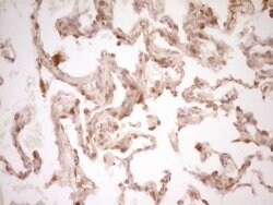 CD40 Monoclonal Antibody (OTI9F4), TrueMAB , OriGene 100 &mu;L; Unconjugated:Antibodies,