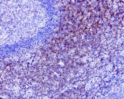 CD40 Mouse anti-Human, Clone: UMAB183, liquid, UltraMAB 100 &mu;L; Unconjugated:Antibodies,