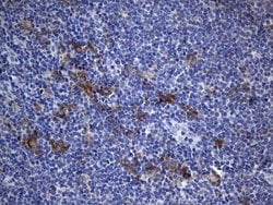 CD40 Mouse anti-Human, Clone: UMAB255, liquid, UltraMAB 100 &mu;L; Unconjugated:Antibodies,