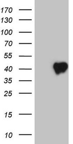 CD40 Mouse anti-Human, Clone: OTI7H2, lyophilized, TrueMAB 100 &mu;g; Unconjugated:Antibodies,