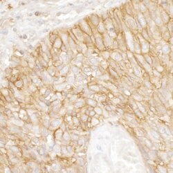 CD44 Rabbit anti-Human, Mouse, Polyclonal, Bethyl Laboratories 100 &mu;L;