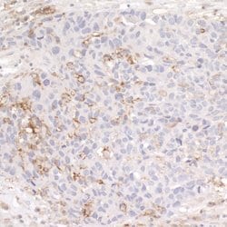 CD44 Rabbit anti-Human, Mouse, Polyclonal, Bethyl Laboratories 100 &mu;L;