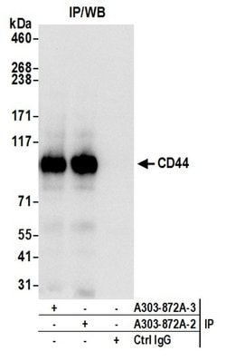 CD44 Rabbit anti-Human, Mouse, Polyclonal, Bethyl Laboratories 100 &mu;L;