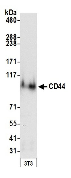 CD44 Polyclonal Antibody, Bethyl Laboratories 20 &mu;L; Unconjugated:Antibodies,