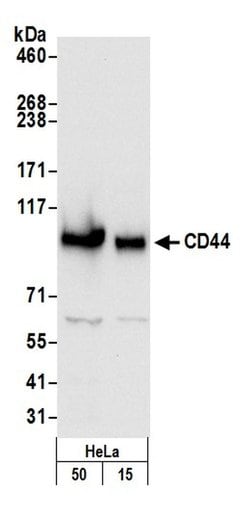 CD44 Rabbit anti-Human, Mouse, Polyclonal, Bethyl Laboratories 100 &mu;L;