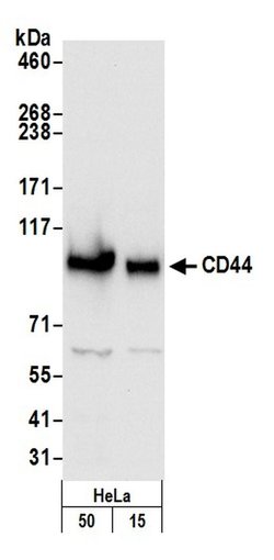 CD44 Polyclonal Antibody, Bethyl Laboratories 20 &mu;L; Unconjugated:Antibodies,