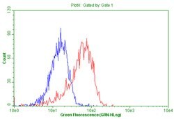 CD44 Monoclonal Antibody (OTI1A2), TrueMAB , OriGene:Antibodies:Primary