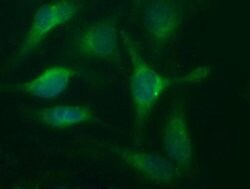 CD44 Monoclonal Antibody (OTI1G1), TrueMAB , OriGene 100 &mu;L; Unconjugated:Antibodies,