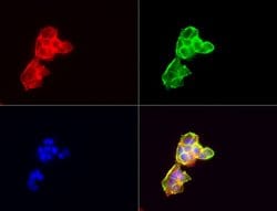 CD44 Mouse anti-Human, Clone: UMAB134, liquid, UltraMAB 100 &mu;L; Unconjugated:Antibodies,