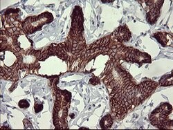 CD44 Mouse anti-Human, Clone: OTI1E3, lyophilized, TrueMAB 100 &mu;g; Unconjugated:Antibodies,