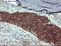 CD44 Mouse anti-Human, Clone: OTI1E3, lyophilized, TrueMAB 100 &mu;g; Unconjugated:Antibodies,