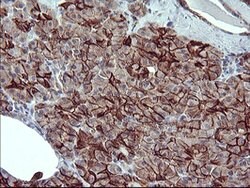CD44 Mouse anti-Human, Clone: OTI1E3, lyophilized, TrueMAB 100 &mu;g; Unconjugated:Antibodies,