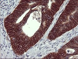 CD44 Mouse anti-Human, Clone: OTI1E3, lyophilized, TrueMAB 100 &mu;g; Unconjugated:Antibodies,