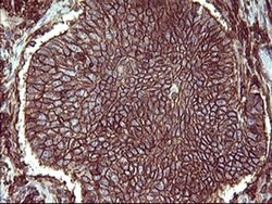CD44 Monoclonal Antibody (OTI1D8), TrueMAB , OriGene 100 &mu;L; Unconjugated:Antibodies,