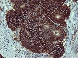 CD44 Monoclonal Antibody (OTI1C8), TrueMAB , OriGene 100 &mu;L; Unconjugated:Antibodies,