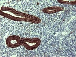 CD44 Monoclonal Antibody (OTI1C8), TrueMAB , OriGene 100 &mu;L; Unconjugated:Antibodies,